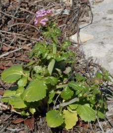 Fotografia da espécie Centranthus calcitrapae subesp. calcitrapae