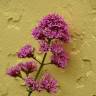 Fotografia 4 da espécie Centranthus ruber do Jardim Botânico UTAD