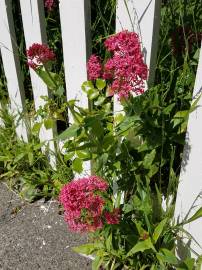 Fotografia da espécie Centranthus ruber