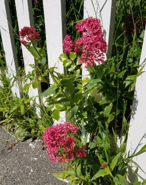 Fotografia 5 da espécie Centranthus ruber no Jardim Botânico UTAD