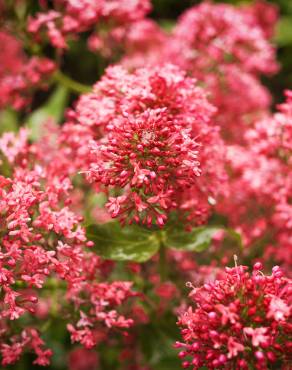 Fotografia 6 da espécie Centranthus ruber no Jardim Botânico UTAD