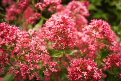 Fotografia da espécie Centranthus ruber