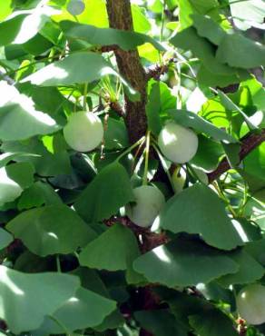 Fotografia 3 da espécie Ginkgo biloba no Jardim Botânico UTAD