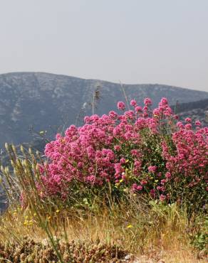 Fotografia 7 da espécie Centranthus ruber no Jardim Botânico UTAD