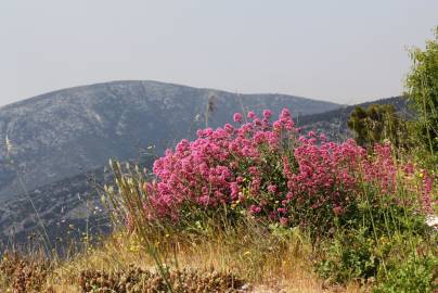 Fotografia da espécie Centranthus ruber