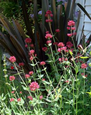 Fotografia 8 da espécie Centranthus ruber no Jardim Botânico UTAD