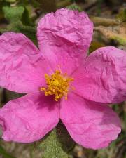 Fotografia da espécie Cistus crispus