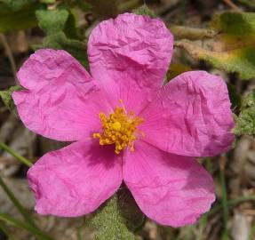 Fotografia da espécie Cistus crispus