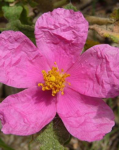 Fotografia de capa Cistus crispus - do Jardim Botânico