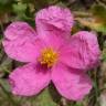 Fotografia 1 da espécie Cistus crispus do Jardim Botânico UTAD