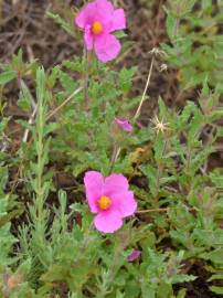 Fotografia da espécie Cistus crispus