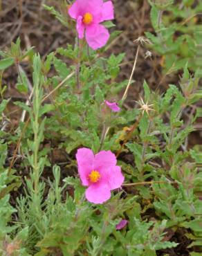 Fotografia 4 da espécie Cistus crispus no Jardim Botânico UTAD