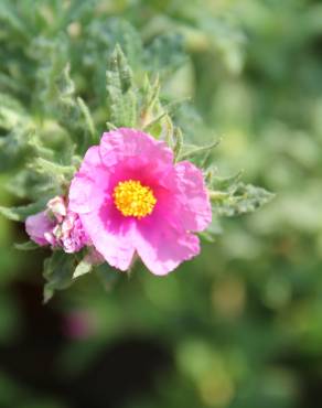 Fotografia 5 da espécie Cistus crispus no Jardim Botânico UTAD