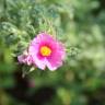 Fotografia 5 da espécie Cistus crispus do Jardim Botânico UTAD