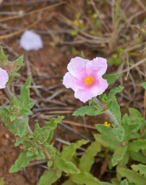 Fotografia 6 da espécie Cistus crispus no Jardim Botânico UTAD