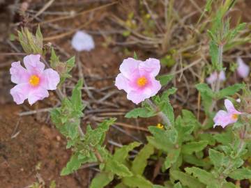 Fotografia da espécie Cistus crispus