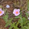 Fotografia 6 da espécie Cistus crispus do Jardim Botânico UTAD