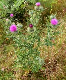 Fotografia da espécie Cirsium vulgare