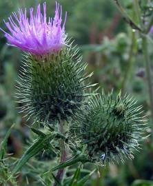 Fotografia da espécie Cirsium vulgare