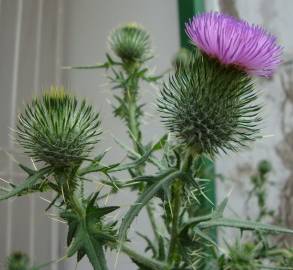 Fotografia da espécie Cirsium vulgare