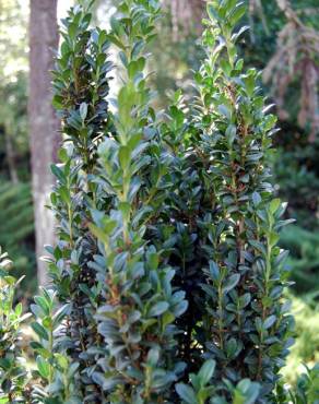 Fotografia 3 da espécie Ilex crenata no Jardim Botânico UTAD