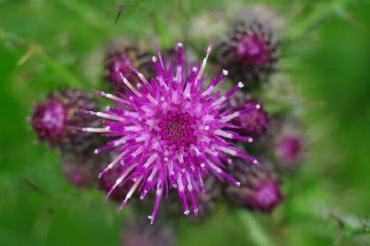 Fotografia da espécie Cirsium palustre