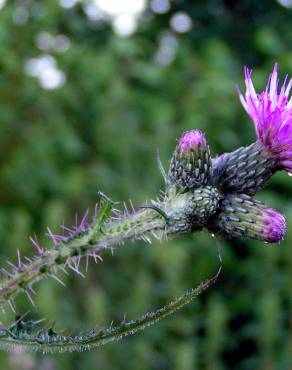 Fotografia 3 da espécie Cirsium palustre no Jardim Botânico UTAD