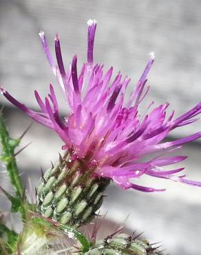 Fotografia 5 da espécie Cirsium palustre no Jardim Botânico UTAD