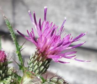 Fotografia da espécie Cirsium palustre