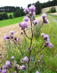 Cirsium arvense