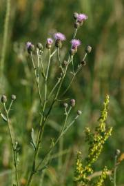 Fotografia da espécie Cirsium arvense