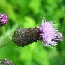 Fotografia 5 da espécie Cirsium arvense do Jardim Botânico UTAD