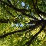 Fotografia 3 da espécie Juglans nigra do Jardim Botânico UTAD