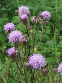 Fotografia da espécie Cirsium arvense