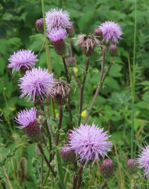 Fotografia 6 da espécie Cirsium arvense no Jardim Botânico UTAD