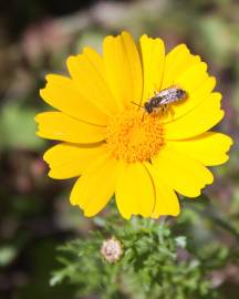 Fotografia da espécie Chrysanthemum segetum