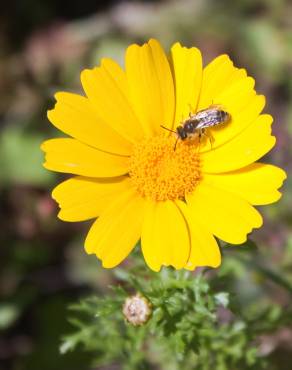 Fotografia 4 da espécie Chrysanthemum segetum no Jardim Botânico UTAD