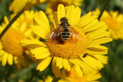 Fotografia da espécie Chrysanthemum segetum