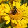 Fotografia 5 da espécie Chrysanthemum segetum do Jardim Botânico UTAD