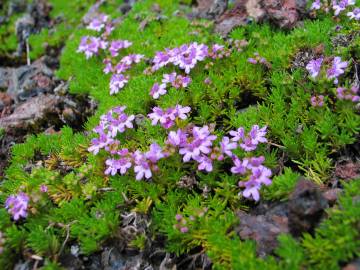 Fotografia da espécie Thymus caespititius