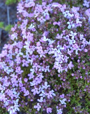 Fotografia 3 da espécie Thymus caespititius no Jardim Botânico UTAD