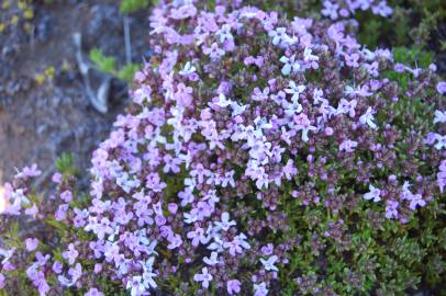 Fotografia da espécie Thymus caespititius