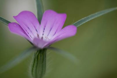 Fotografia da espécie Agrostemma githago