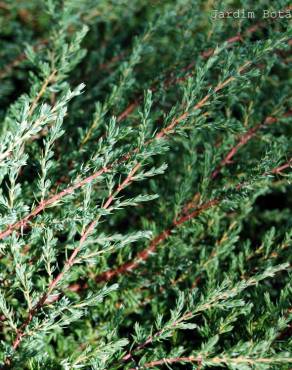 Fotografia 2 da espécie Juniperus squamata no Jardim Botânico UTAD