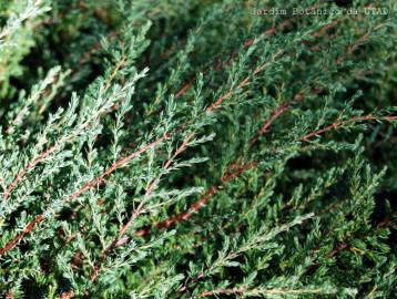 Fotografia da espécie Juniperus squamata