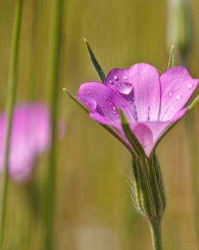 Fotografia de capa Agrostemma githago - do Jardim Botânico