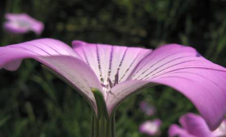 Fotografia da espécie Agrostemma githago