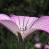 Fotografia 10 da espécie Agrostemma githago do Jardim Botânico UTAD