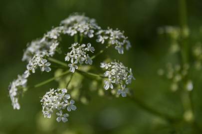 Fotografia da espécie Conopodium majus subesp. marizianum