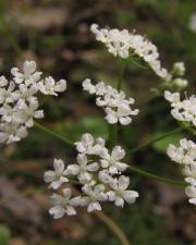 Fotografia da espécie Conopodium majus